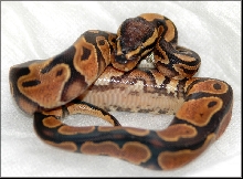 Yellowbelly