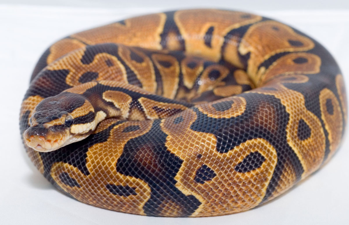 Yellowbelly