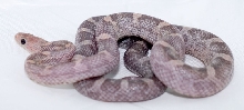 Bloodred lavender
