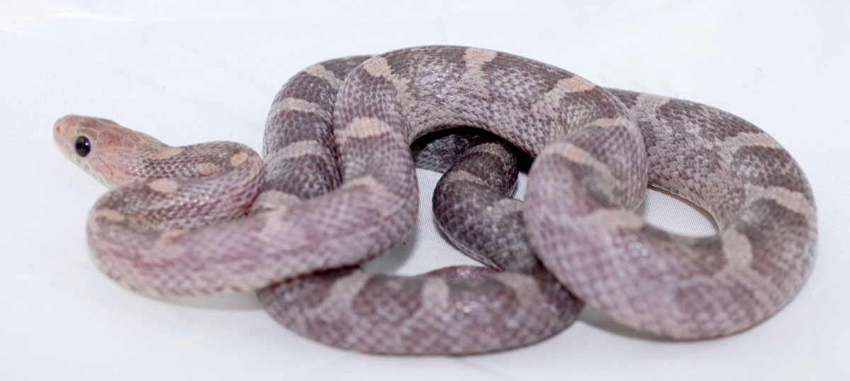 Bloodred lavender