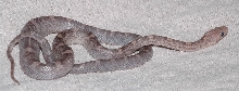 Blood lavender female