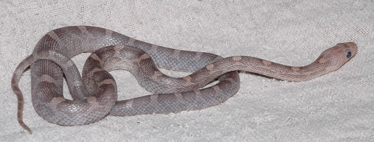 Blood lavender female