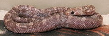 Bloodred lavender het Hypo