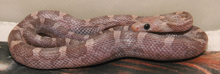 Bloodred lavender het Hypo