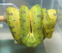 GTP Colour change