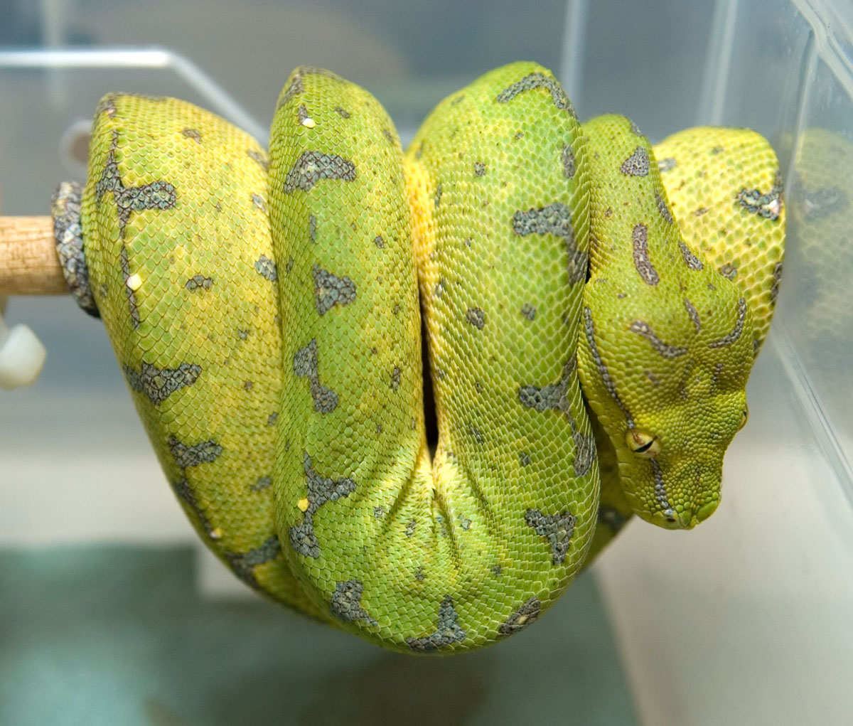 GTP Colour change