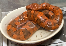 Red female Viper
