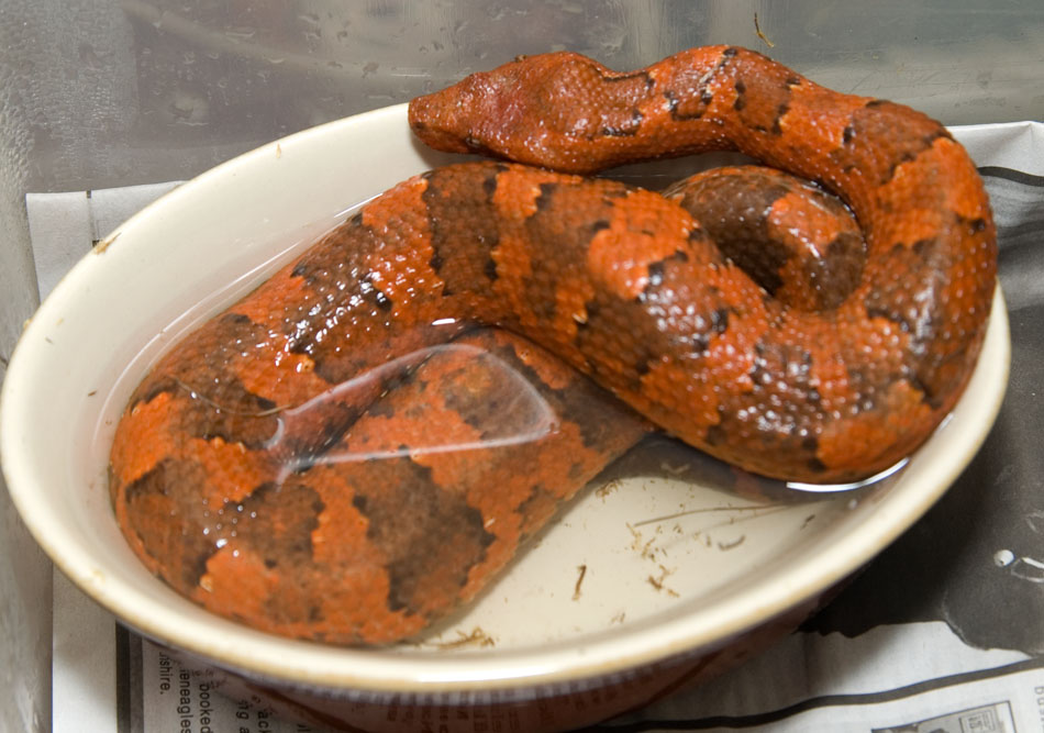 Red female Viper
