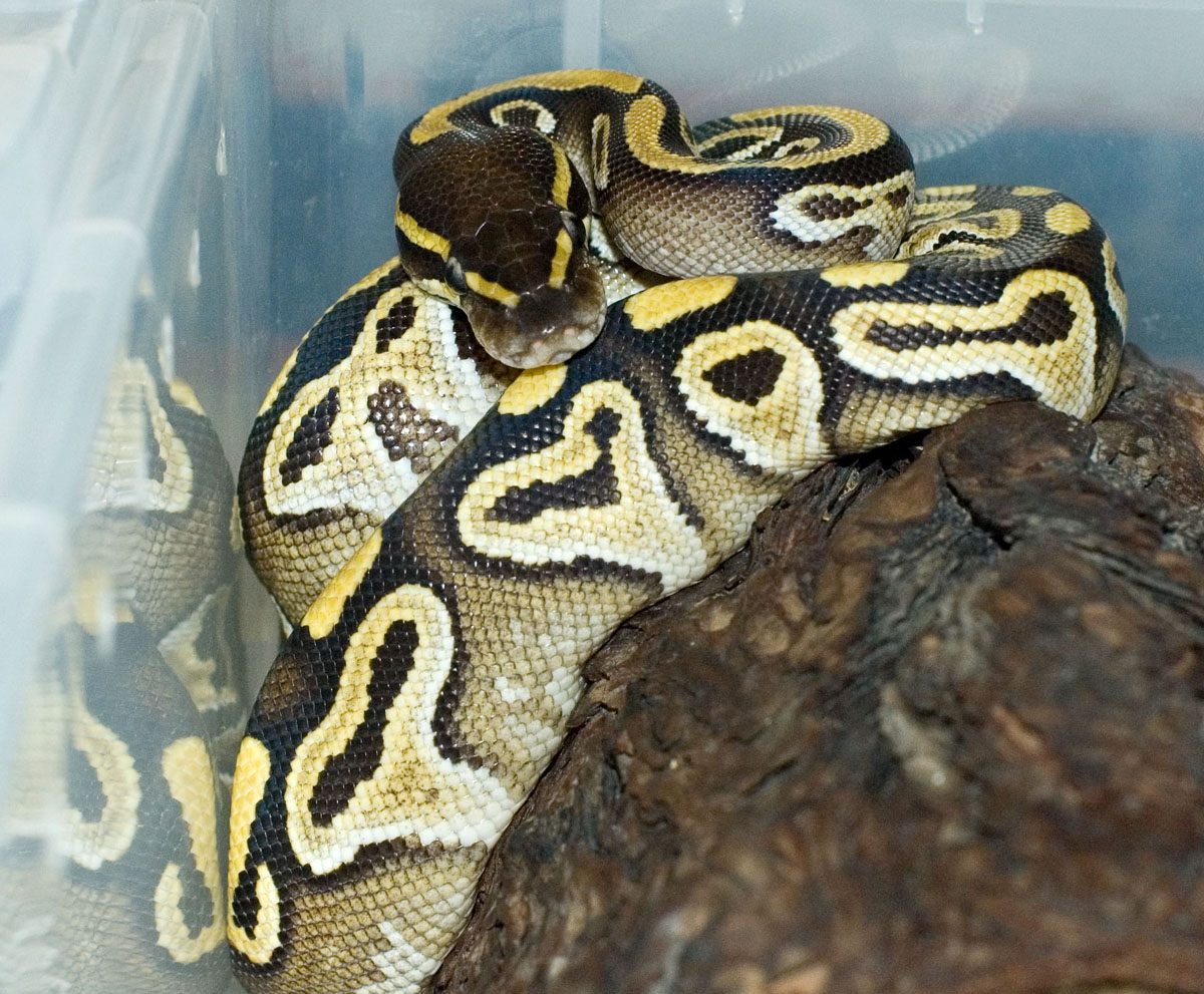 Mojave female
