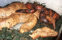 Vipers mating