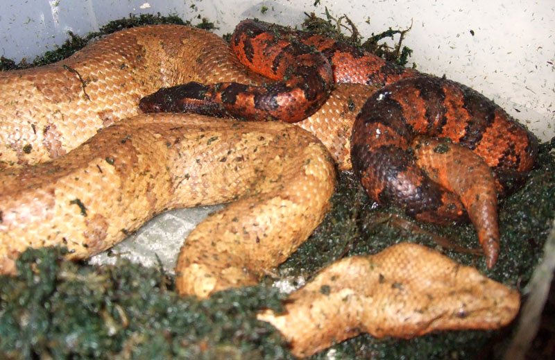Vipers mating