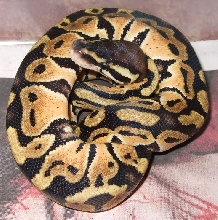 Pastel Female