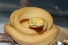 GHI Yellow Amazon