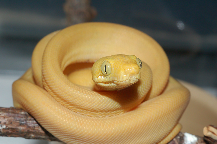 GHI Yellow Amazon