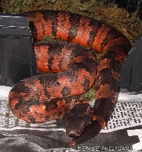 Red Viper male