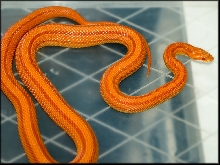 Amel Stripe Corn
