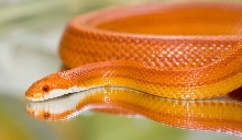 Amel Stripe Corn
