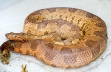 Viper