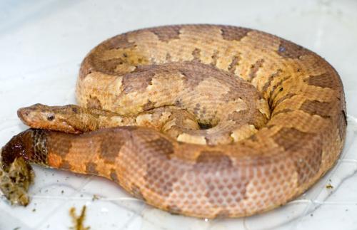 Viper