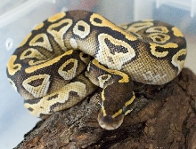 Mojave female