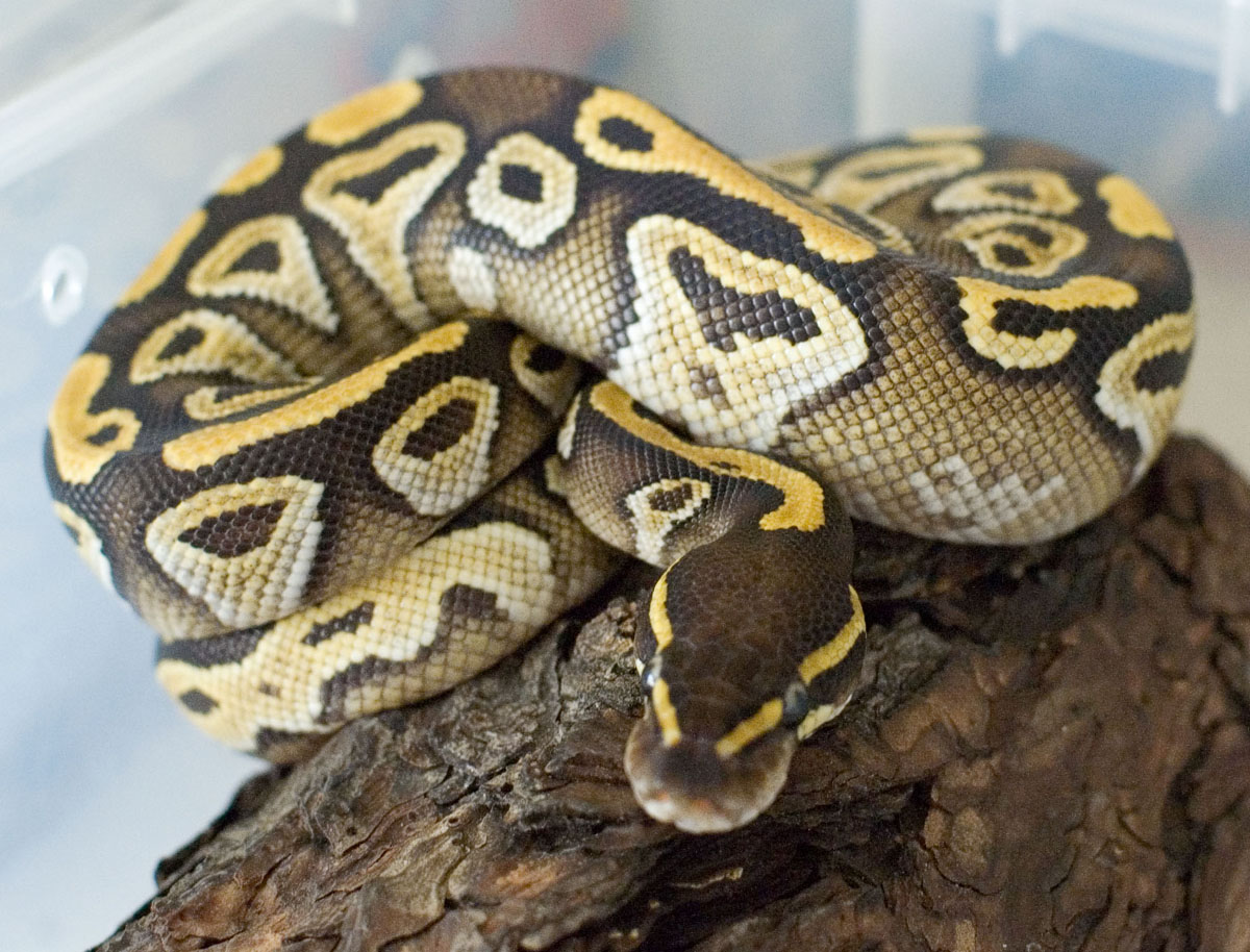 Mojave female