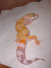 Rodan