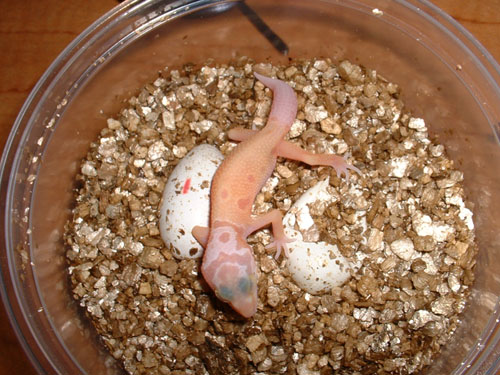 First Patternless Albino