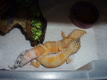Mating