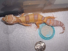 My vegas bino het pattenless
