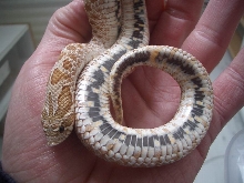 Hypo Hog 2010.