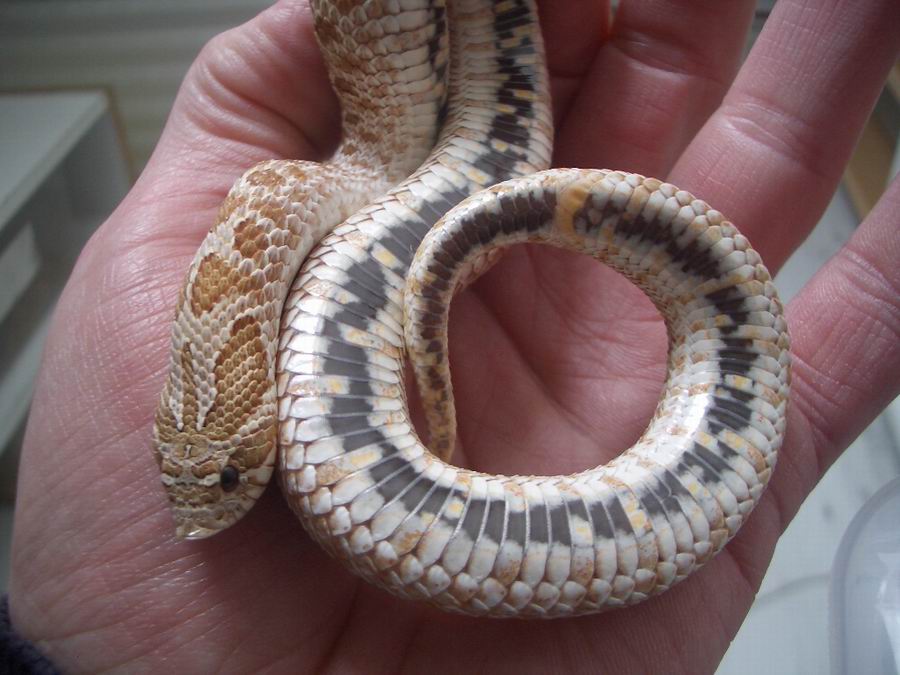 Hypo Hog 2010.