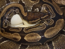 Large clutch 2010.