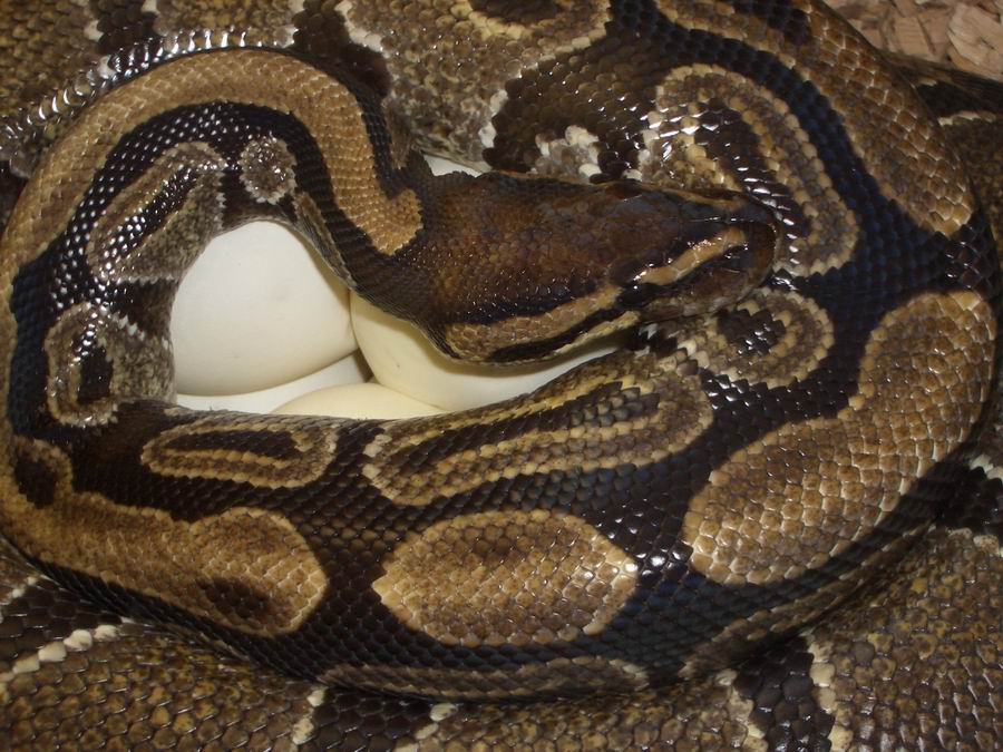 Large clutch 2010.