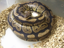 Granite female