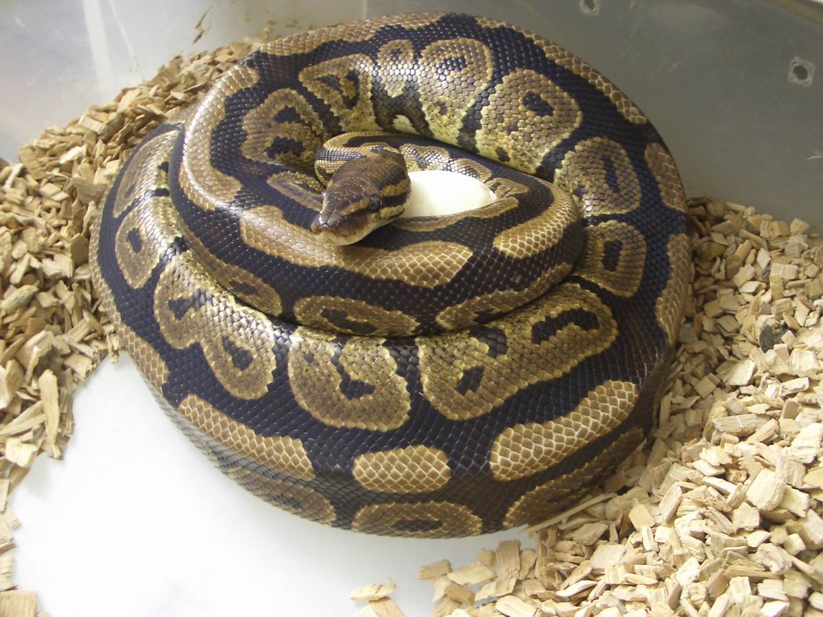 Granite female