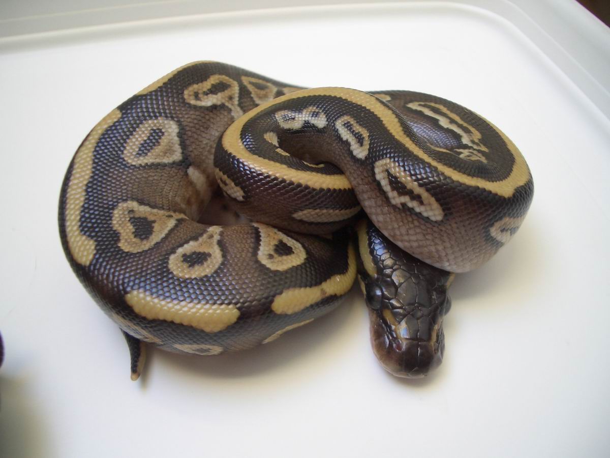 granitemojave