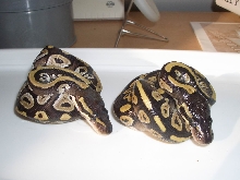 Granite mojave 2a