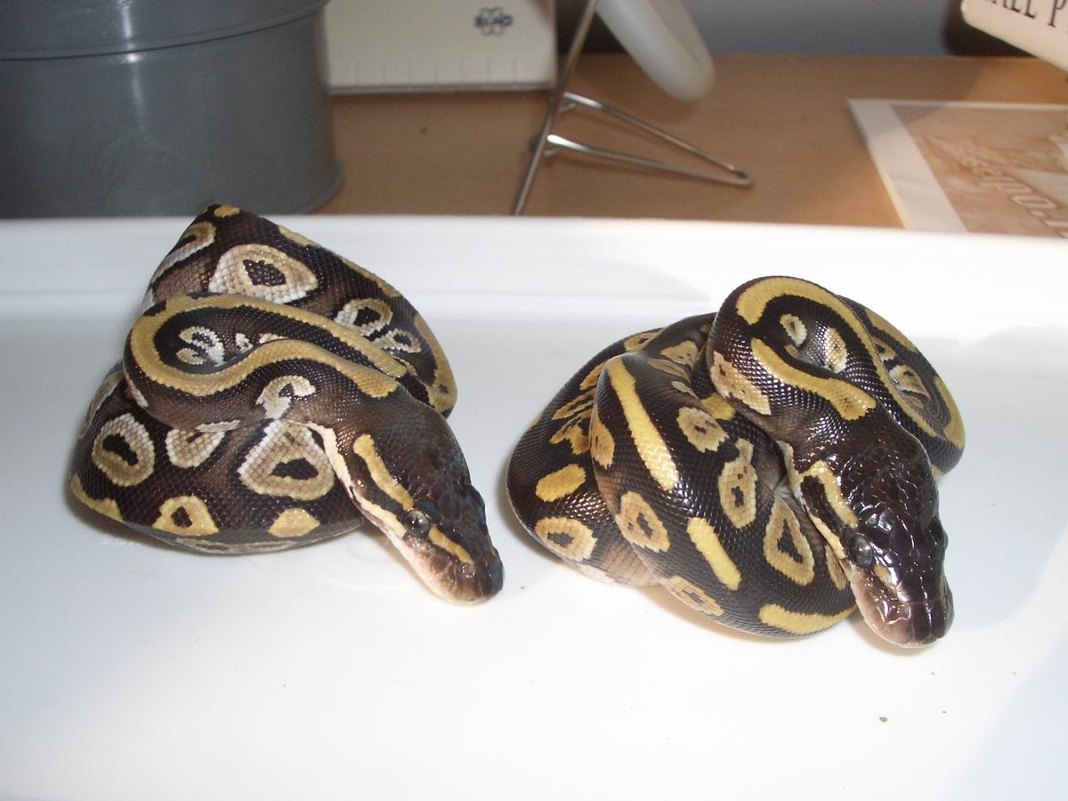 Granite mojave 2a