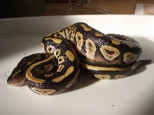 Granite mojave 2b