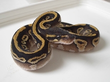 Granite mojave shed 1