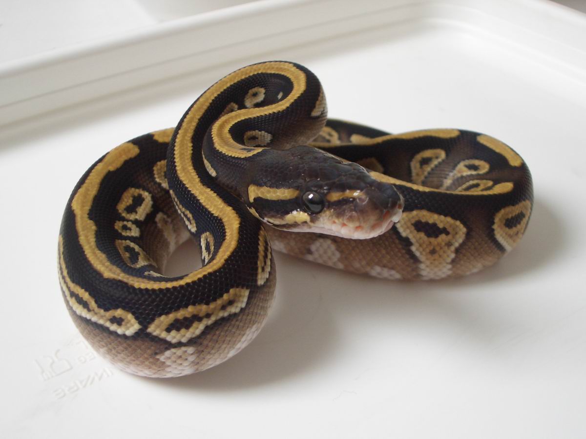 Granite mojave shed 1