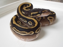 Granite mojave shed 2