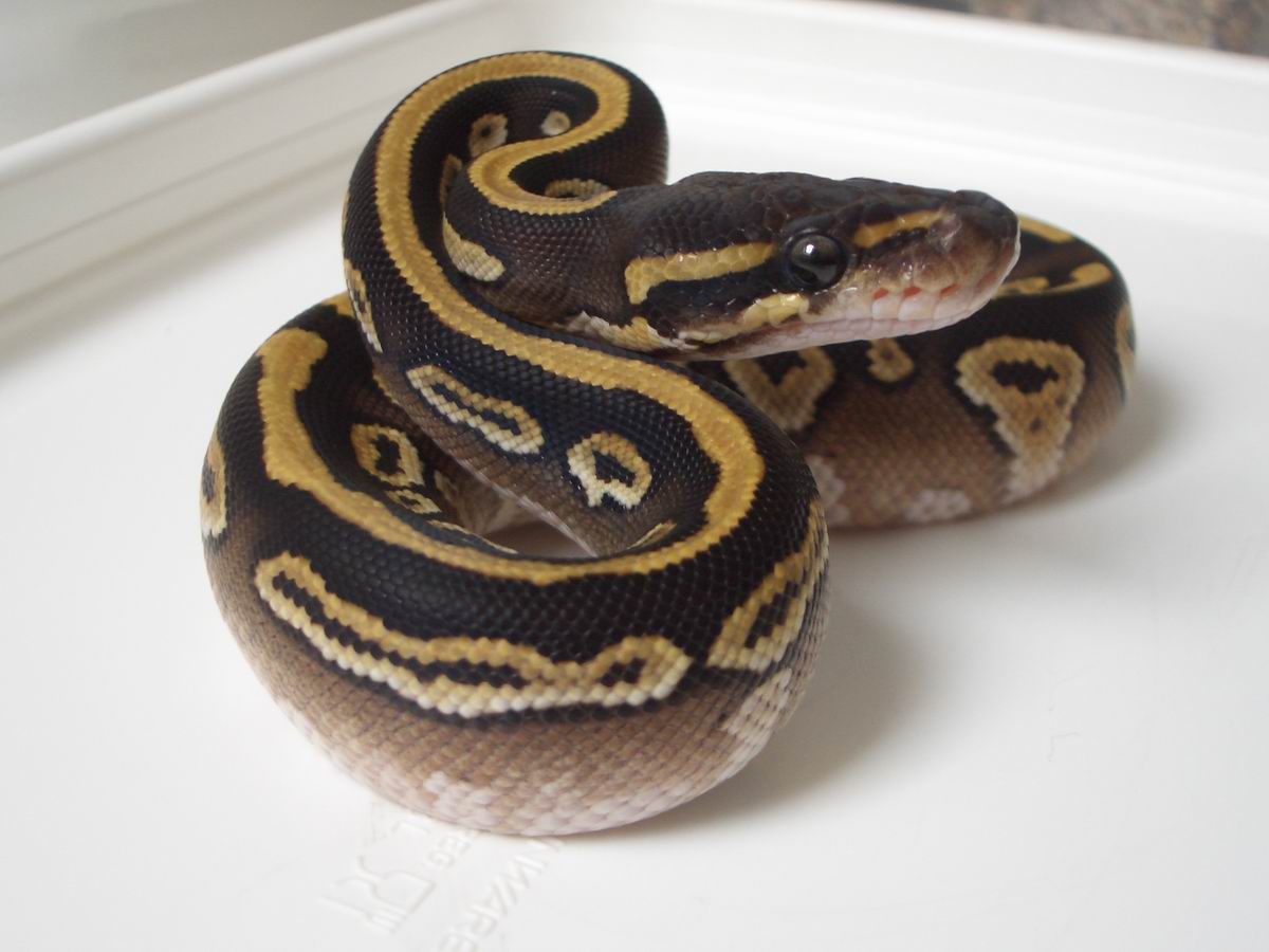 Granite mojave shed 2