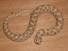 Hognose1