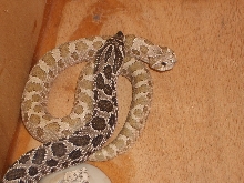 hognose2