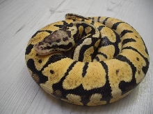 Pastelspotnose female 1