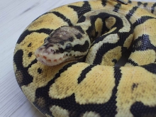 Pastelspotnose 2