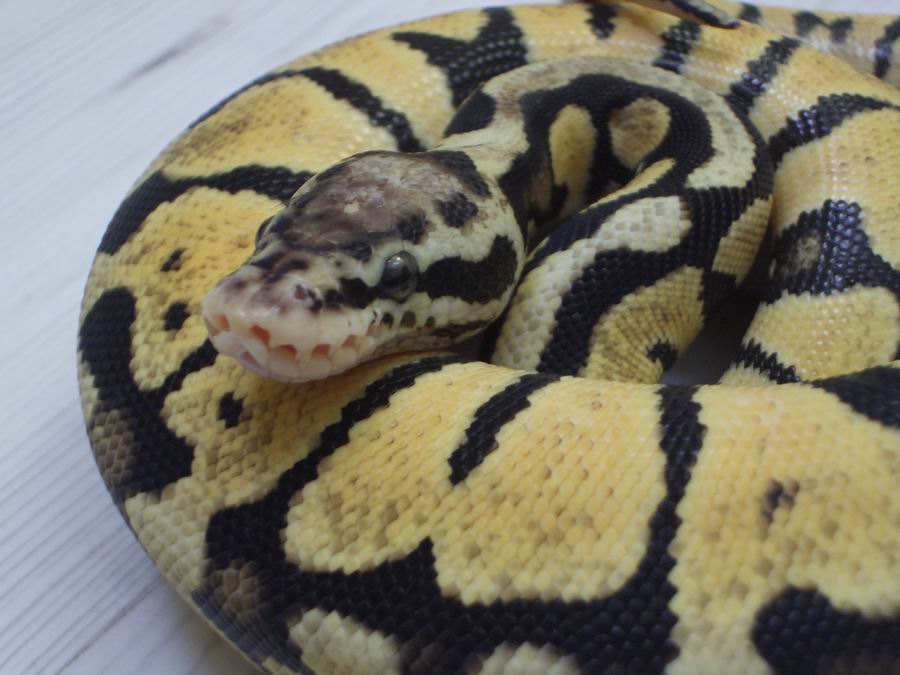 Pastelspotnose 2