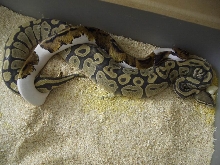 pied x hypo