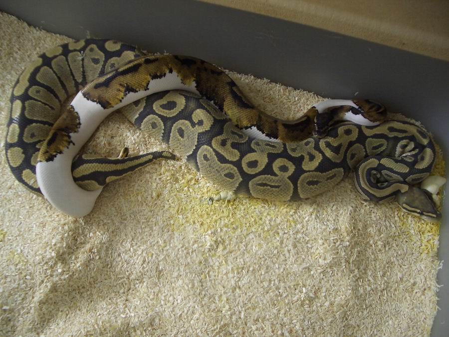 pied x hypo